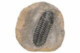Prone Crotalocephalina Trilobite - Atchana, Morocco #216505-2